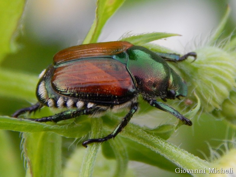 Popillia japonica, Rutelidae - nuovo alieno in Italia